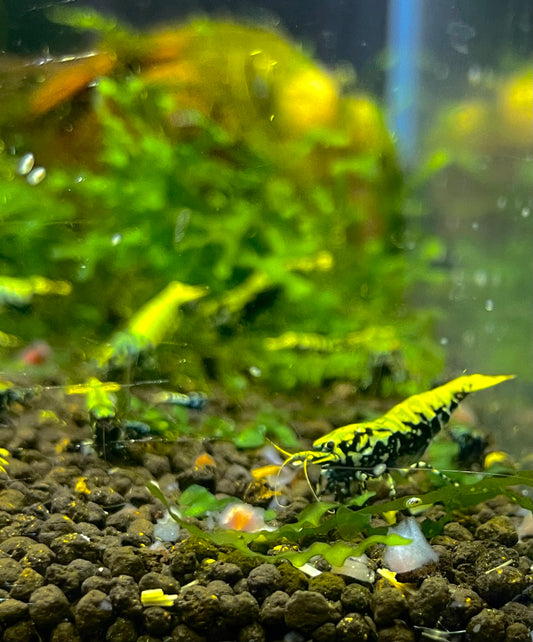 Galaxy fishbone black - Caridina cantonensis 10 + 2