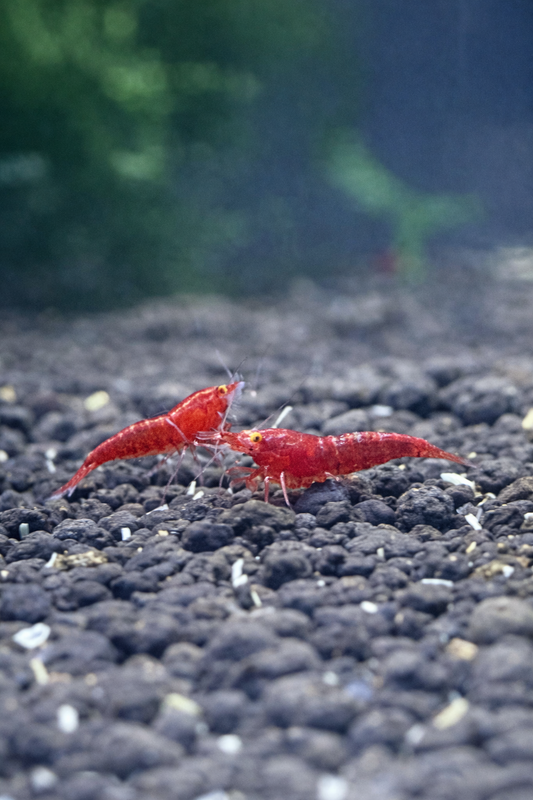 Bloody Mary OE – Neocaridina davidi 10 + 2
