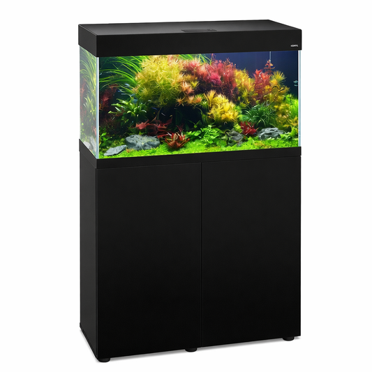 Création Aquarium Essentiel