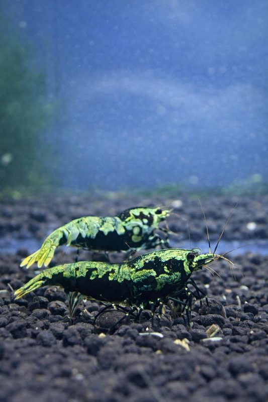 Boa Blue Métallique SS – Caridina cantonensis 2 + 1
