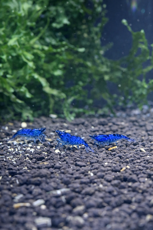 Blue Velvet – Neocaridina davidi 10 + 2