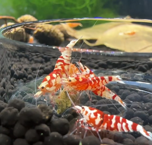 Coupelle de nourrissage