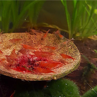 Pellets betterave 20g