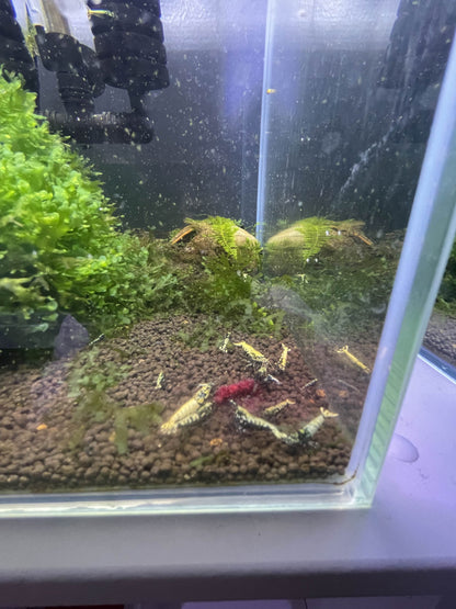 Pellets betterave 20g